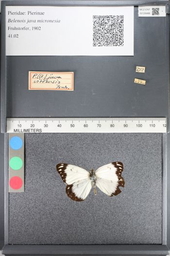 Media type: image;   Entomology 128488